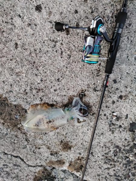 新子アオリ狩り@鹿児島