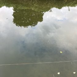 デイ見えナマズ56cm