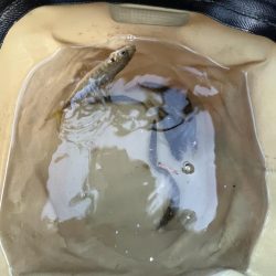 渋い人マシマシ!