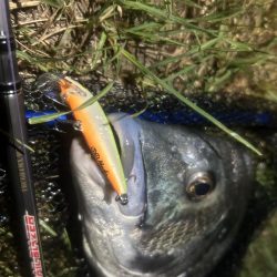 月を見ながらお散歩チニング