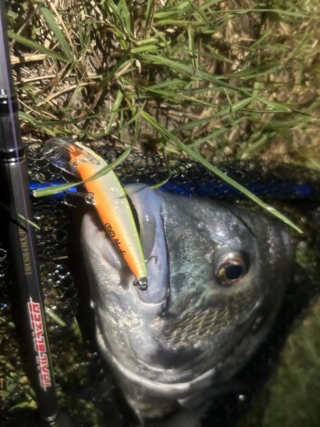 月を見ながらお散歩チニング