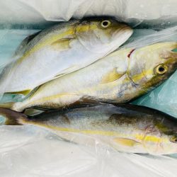 ライトショアジギング