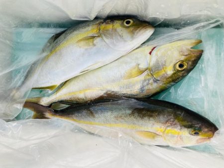 ライトショアジギング