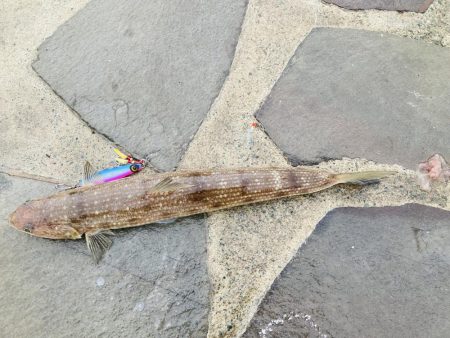 ライトショアジギング