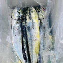 釣れてる人に倣え