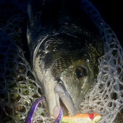 稚魚に沸くチヌ!23キャッチ!