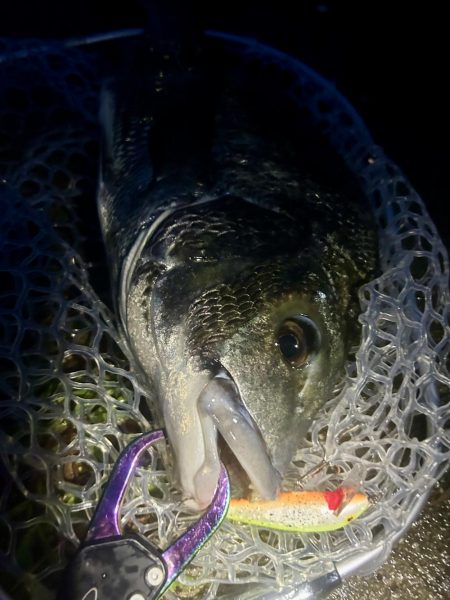 稚魚に沸くチヌ!23キャッチ!