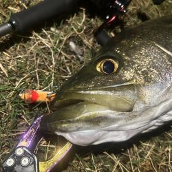 台風直前の浮きハゼ祭り