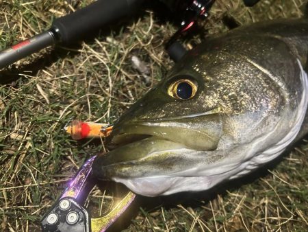 台風直前の浮きハゼ祭り