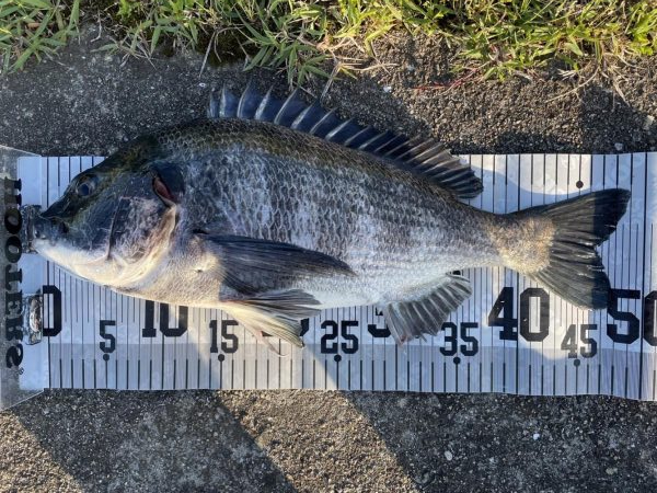 イチノ兄弟、釣果！