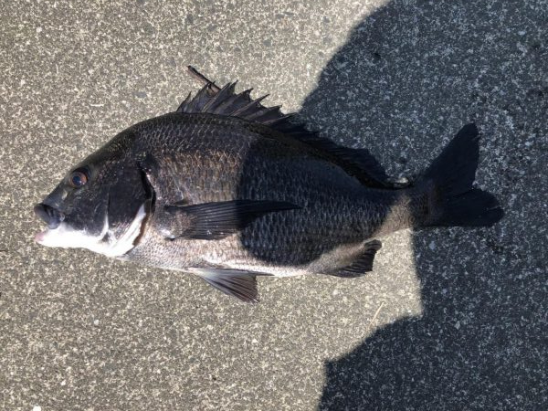 イチノ兄弟、釣果!