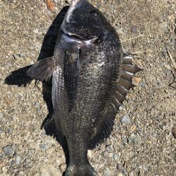 イチノ兄弟、釣果!