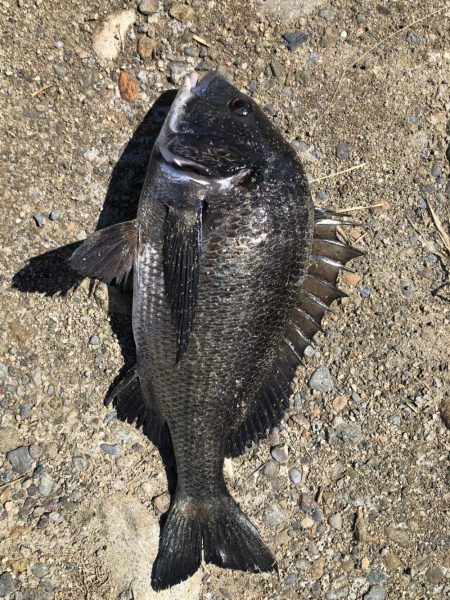 イチノ兄弟、釣果!