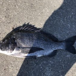 イチノ兄弟、釣果!