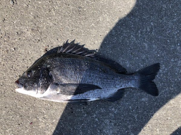 イチノ兄弟、釣果!