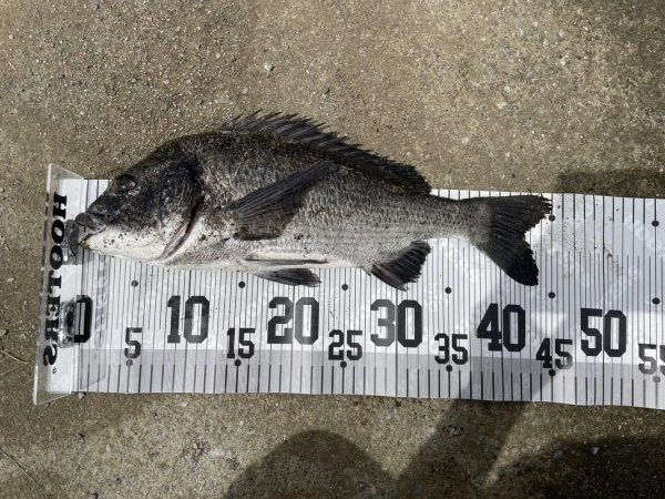 イチノ兄弟、釣果!