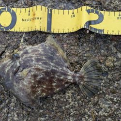 昼は暑い→夜釣り