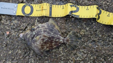 昼は暑い→夜釣り