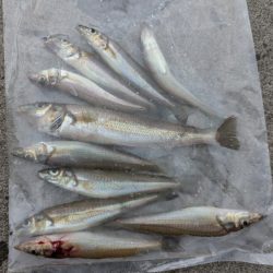 台風直前キス釣り