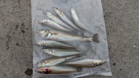 台風直前キス釣り
