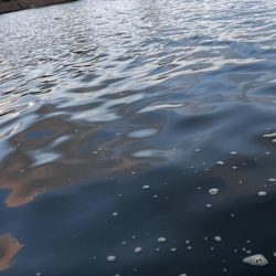 高水温の時はマゴチ率高め!!