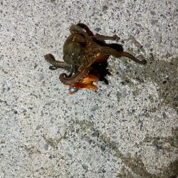 リベンジ達成！？