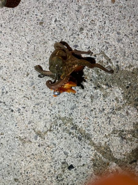 リベンジ達成！？