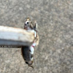 ジグサビキ　29