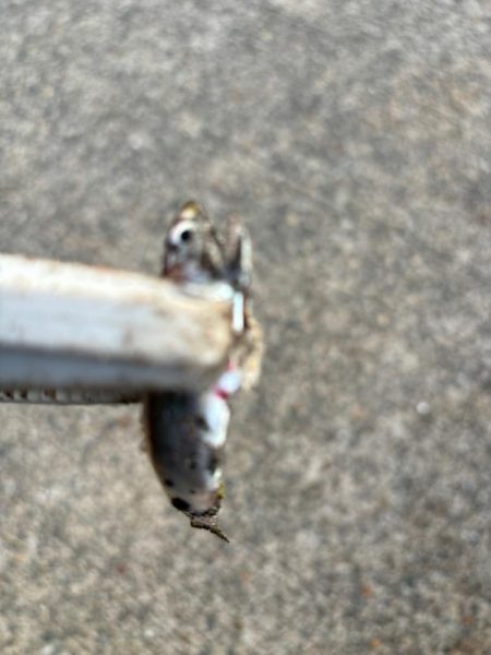 ジグサビキ　29