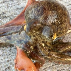 【タコフィネス】アコウ3+ ガシラ複数 + タコ2