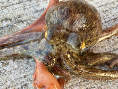 【タコフィネス】アコウ3+ ガシラ複数 + タコ2