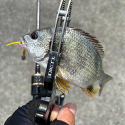 アジングがギビング