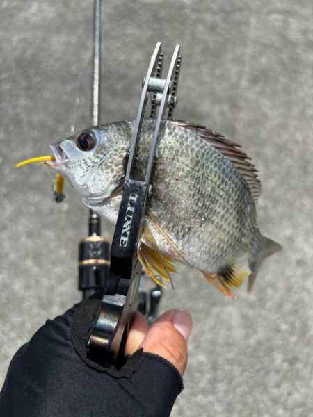 アジングがギビング