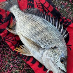 ヘチってきました