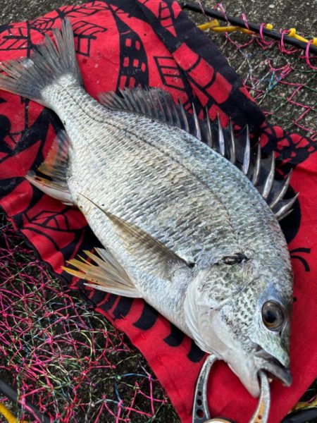 ヘチってきました