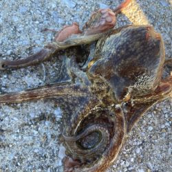 【タコフィネス】アコウ2 + ベッコウゾイ1 + ガシラ複数 + タコ2