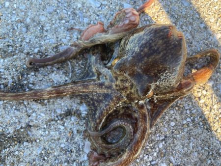 【タコフィネス】アコウ2 + ベッコウゾイ1 + ガシラ複数 + タコ2