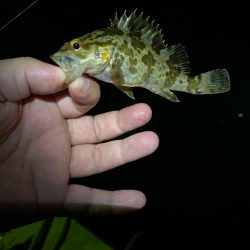 メバリング釣査