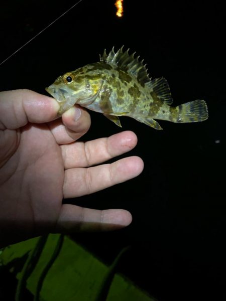 メバリング釣査