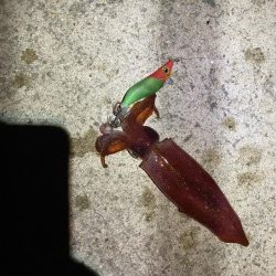 淡路タチウオ釣り