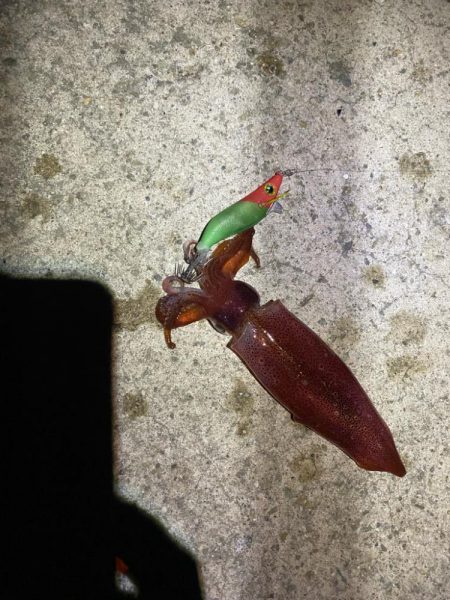 淡路タチウオ釣り