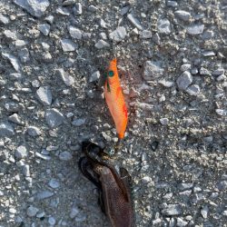 やはりまだちっちゃかった………