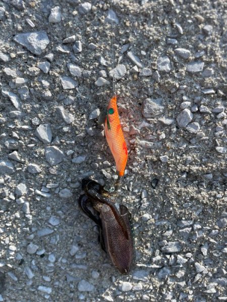 やはりまだちっちゃかった………