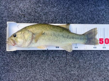 1日ボート釣行！