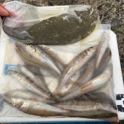 シロギスタ:ムニエリスタ