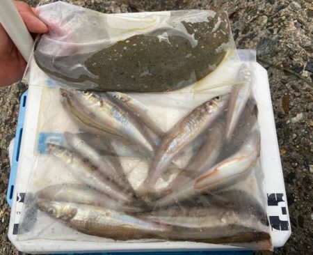 シロギスタ:ムニエリスタ