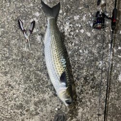 巨大湖の主。双魚竜