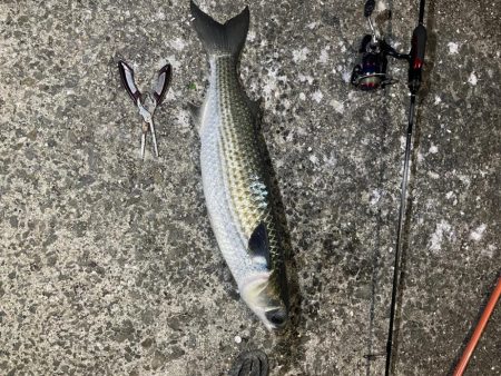 巨大湖の主。双魚竜