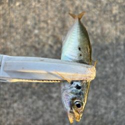 ジグサビキ　33