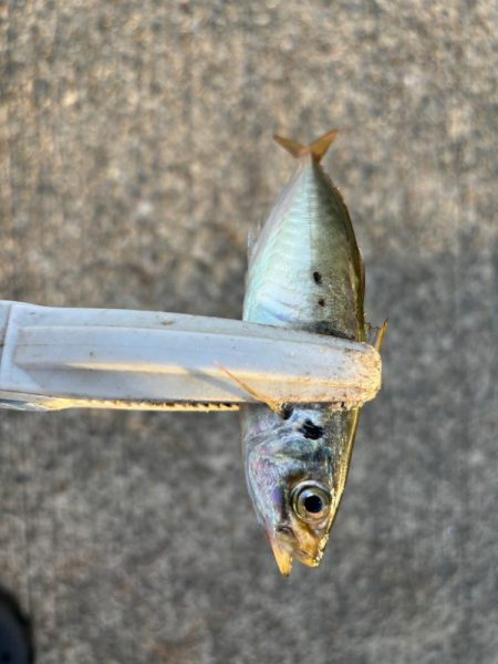 ジグサビキ　33